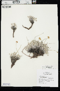 Eriogonum ovalifolium image