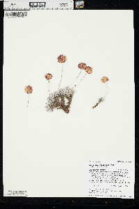 Eriogonum ovalifolium var. ovalifolium image