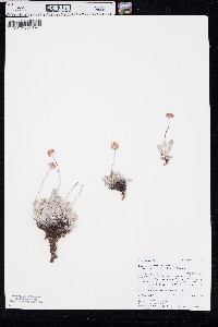 Eriogonum ovalifolium var. purpureum image