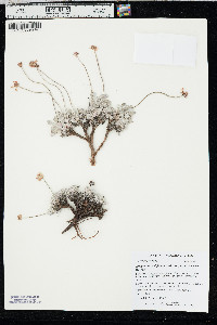 Eriogonum ovalifolium var. purpureum image