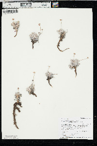 Eriogonum ovalifolium var. purpureum image