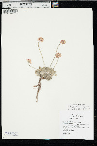 Eriogonum ovalifolium var. purpureum image