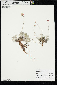 Eriogonum ovalifolium var. purpureum image