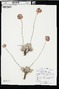 Eriogonum ovalifolium var. purpureum image