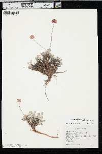 Eriogonum ovalifolium var. purpureum image
