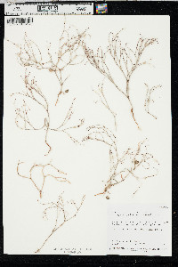 Eriogonum palmerianum image