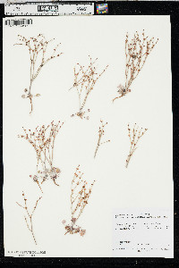 Eriogonum palmerianum image