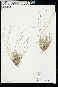 Eriogonum panguicense image