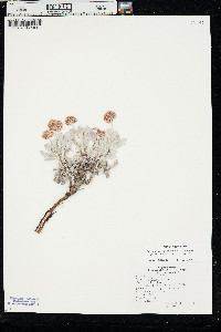 Eriogonum pauciflorum image