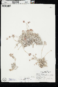 Eriogonum pauciflorum var. pauciflorum image