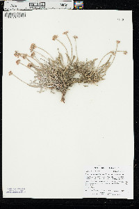 Eriogonum pauciflorum var. pauciflorum image
