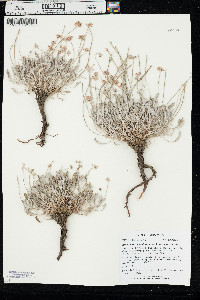 Eriogonum pauciflorum var. pauciflorum image