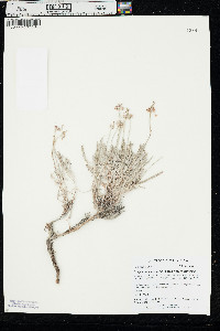 Eriogonum pauciflorum var. pauciflorum image