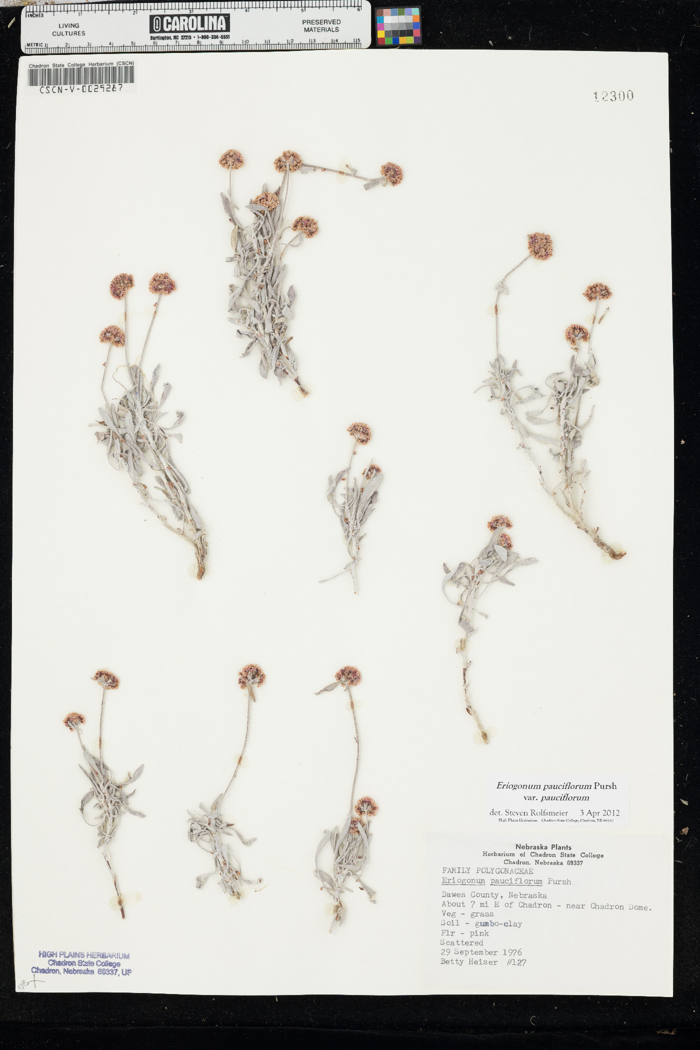 Eriogonum pauciflorum var. pauciflorum image