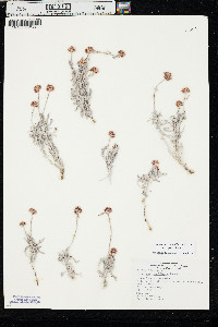 Eriogonum pauciflorum var. pauciflorum image