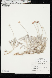 Eriogonum pauciflorum var. pauciflorum image