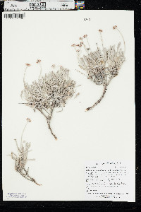 Eriogonum pauciflorum var. pauciflorum image