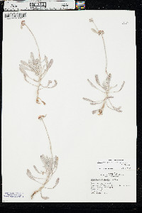 Eriogonum pauciflorum var. pauciflorum image