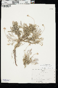 Eriogonum pauciflorum var. pauciflorum image