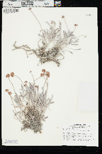 Eriogonum pauciflorum var. pauciflorum image
