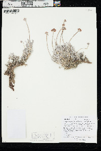 Eriogonum pauciflorum var. pauciflorum image