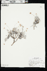 Eriogonum pauciflorum var. pauciflorum image