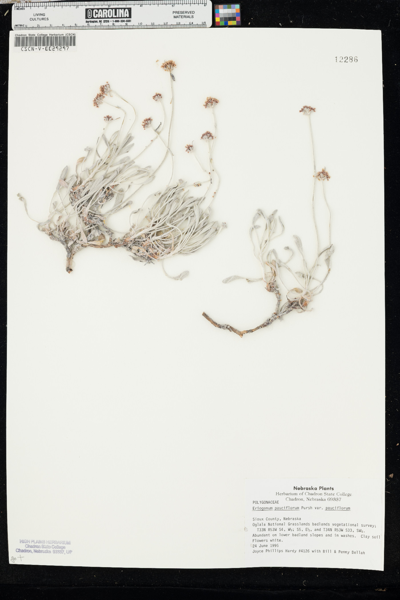 Eriogonum pauciflorum var. pauciflorum image