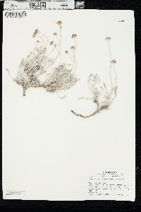 Eriogonum pauciflorum var. pauciflorum image
