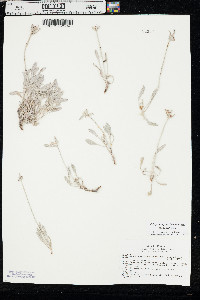 Eriogonum pauciflorum var. pauciflorum image