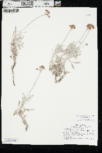 Eriogonum pauciflorum var. pauciflorum image