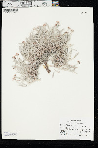 Eriogonum pauciflorum var. pauciflorum image
