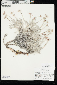 Eriogonum pauciflorum var. pauciflorum image