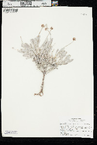 Eriogonum pauciflorum var. pauciflorum image
