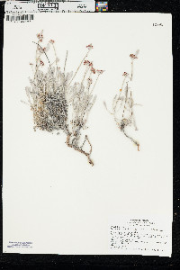 Eriogonum pauciflorum var. pauciflorum image