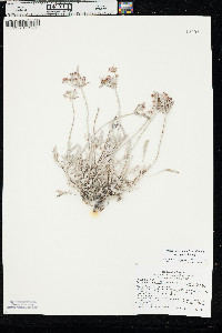 Eriogonum pauciflorum var. pauciflorum image