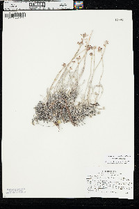 Eriogonum pauciflorum var. pauciflorum image