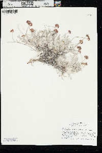 Eriogonum pauciflorum var. pauciflorum image