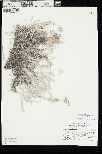 Eriogonum pauciflorum var. pauciflorum image