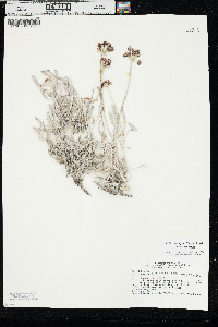 Eriogonum pauciflorum var. pauciflorum image