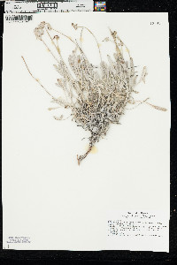 Eriogonum pauciflorum var. pauciflorum image