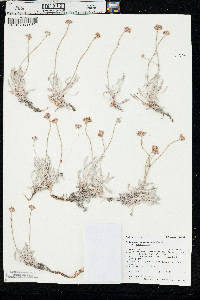 Eriogonum pauciflorum var. pauciflorum image