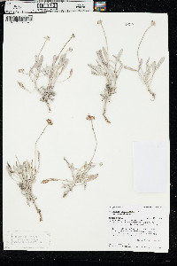 Eriogonum pauciflorum var. pauciflorum image