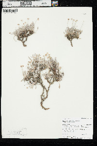 Eriogonum pauciflorum var. pauciflorum image