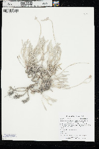 Eriogonum pauciflorum var. pauciflorum image