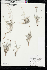 Eriogonum pauciflorum var. pauciflorum image