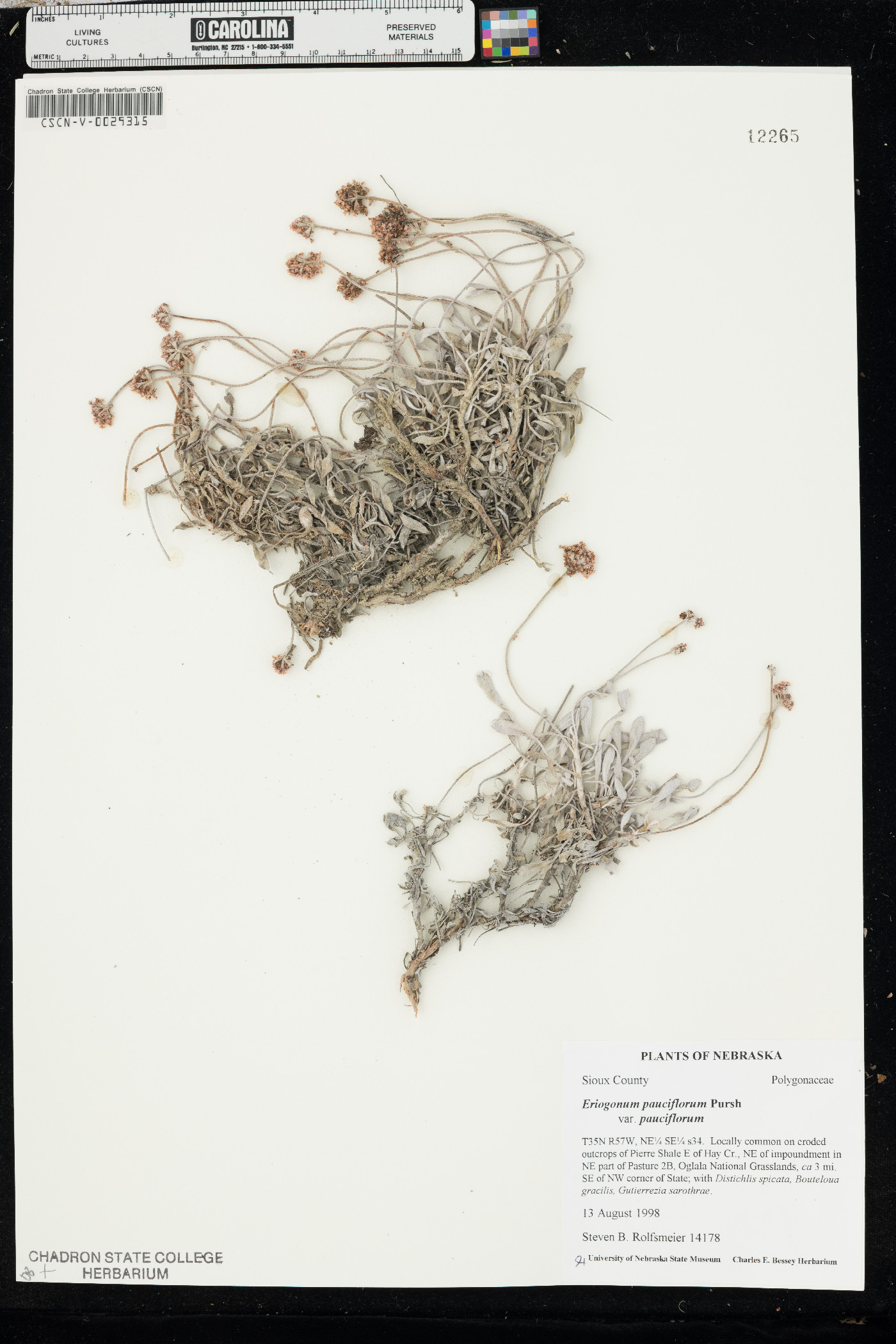 Eriogonum pauciflorum var. pauciflorum image