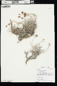 Eriogonum pauciflorum var. pauciflorum image