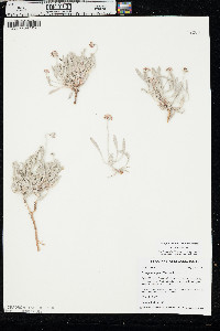 Eriogonum pauciflorum var. pauciflorum image