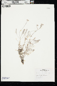 Eriogonum pauciflorum var. pauciflorum image