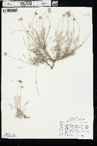 Eriogonum pauciflorum var. pauciflorum image